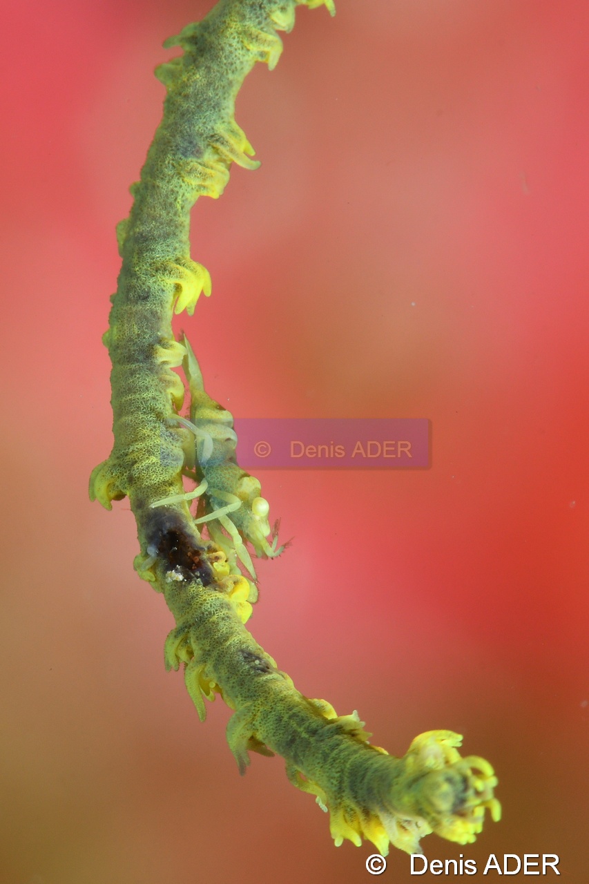 Dasycaris sp-Moga Island Bopa 3-19m-20180529-Denis-ADER-DSC_1877_tn.jpg